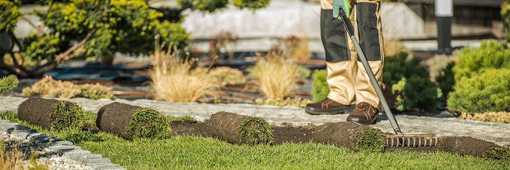 Landscaping Contractor Installing Sod For New Lawn.