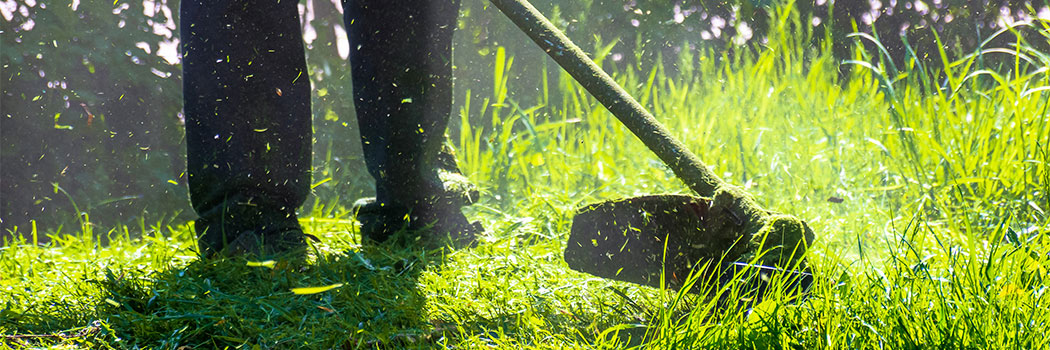 lawn care maintenance. professional grass cutting in the yard